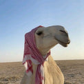 Zayed
